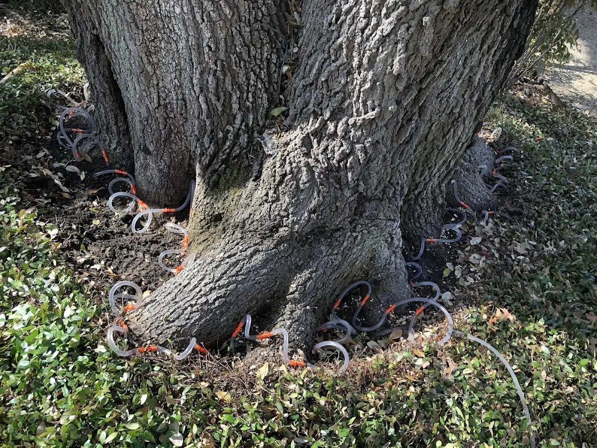 Detailed Tree Cabling and Bracing job site in Iliff