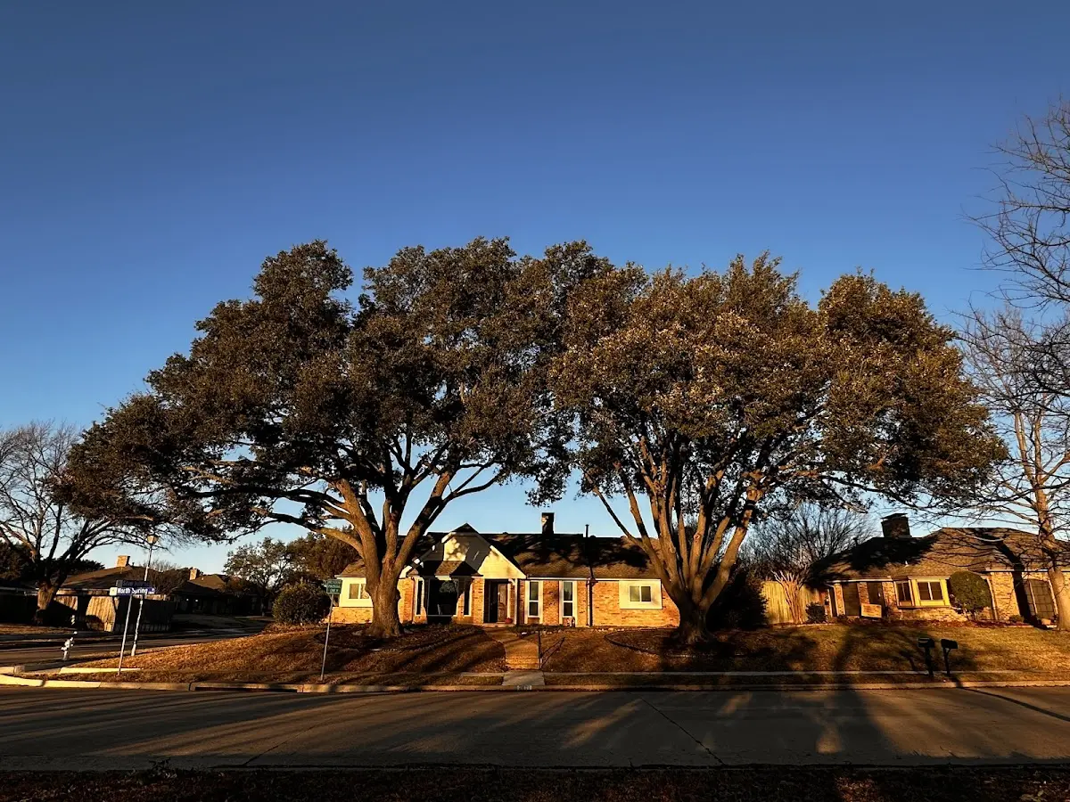 Established residential canopy tree shading a home in Iliff